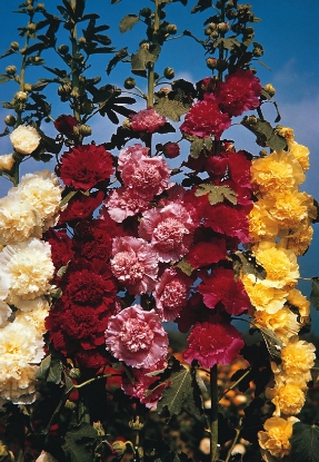 Picture of Hollyhock - Chater's Double Mixed